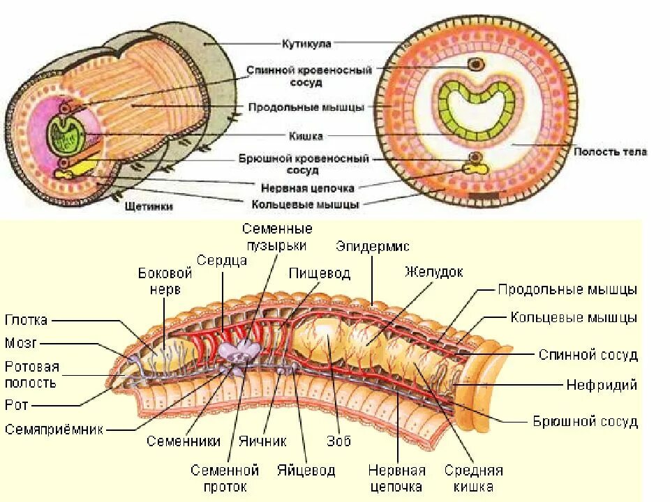 Кольцевые черви полость тела. Полость тела круглых червей 7 класс. Пищеварительная система плоских червей. Пищеварительная система плоского червя. Первичная полость у круглых червей.
