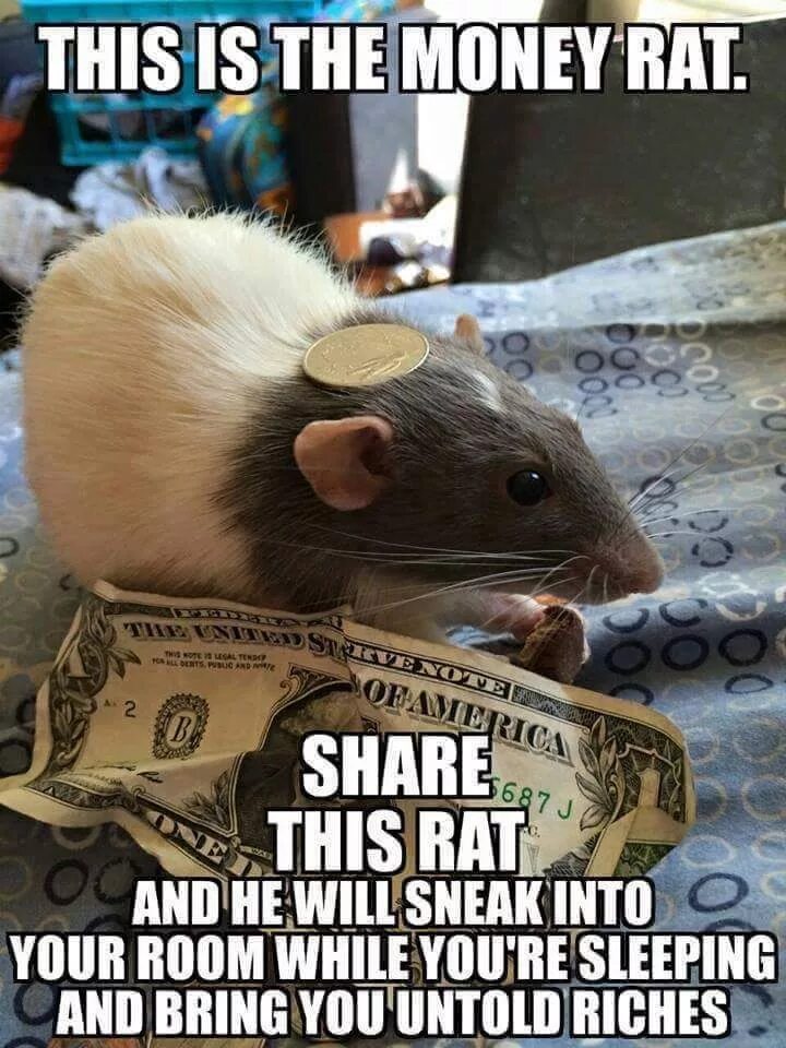 Is his rat. Ялпачек леви крысы. Африканская крыса гамби. Крысы друзья. Is his rat.