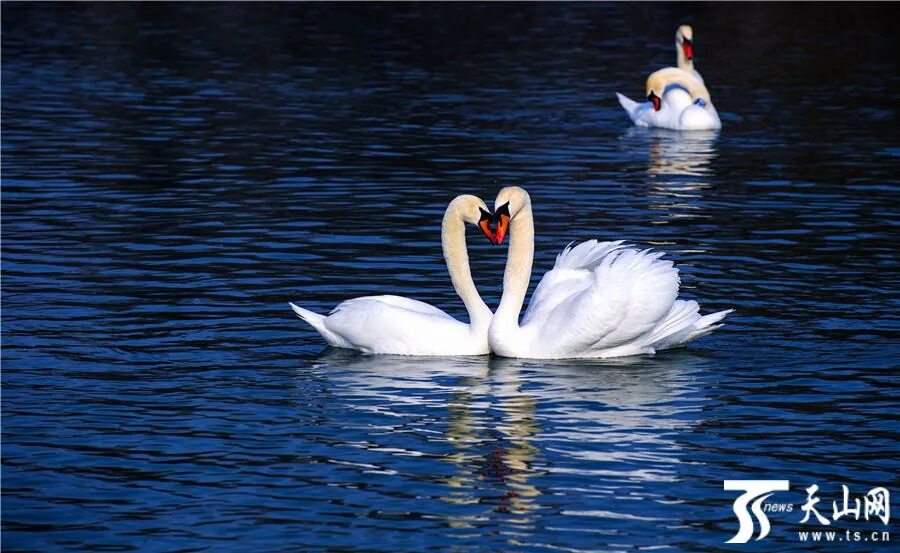 лебедь. аққулар ұйықтағанда поэмасы. аққулар ұйықтағанда поэмасы. картина " лебедь". аққулар ұйықтағанда поэмасы.