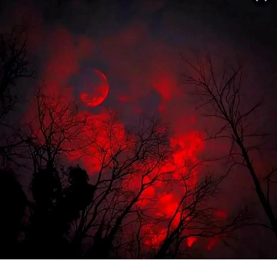 Красная Луна. Кровавый закат. Кровавая Луна в лесу. Кровавое полнолуние. Есть кровавая ночь