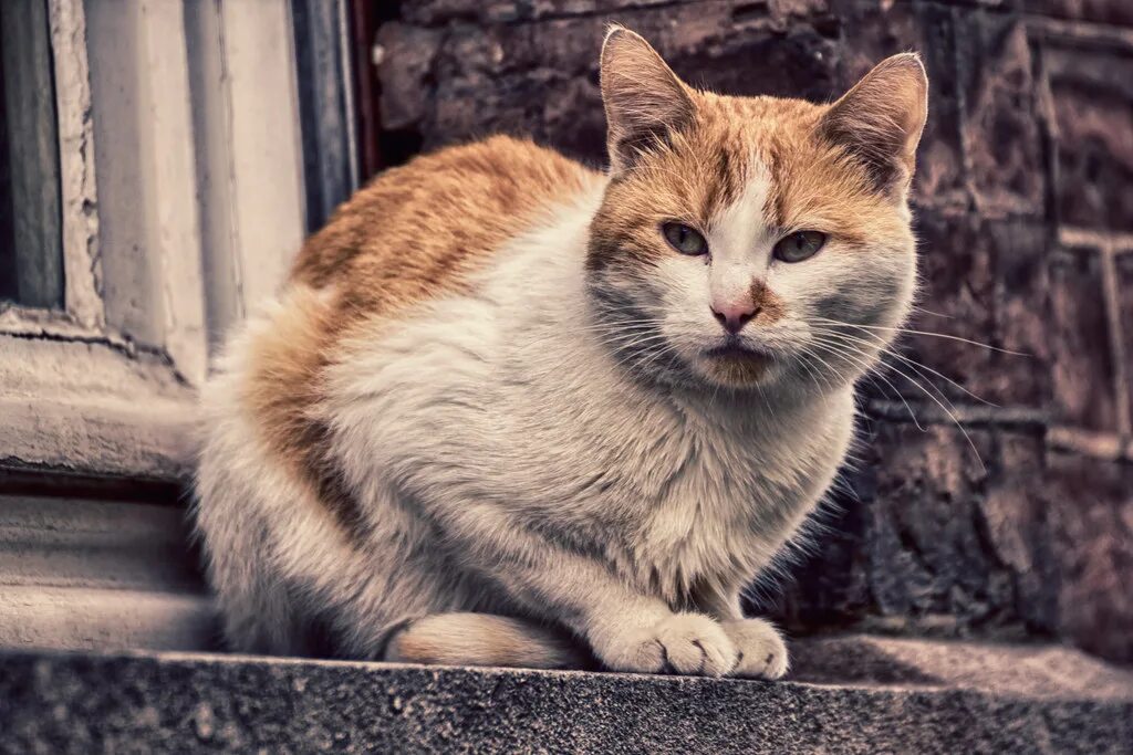 Cat start. Бездомный кот. Бродячий кот. Бездомные коты очень красивые. Осмотр кошки.