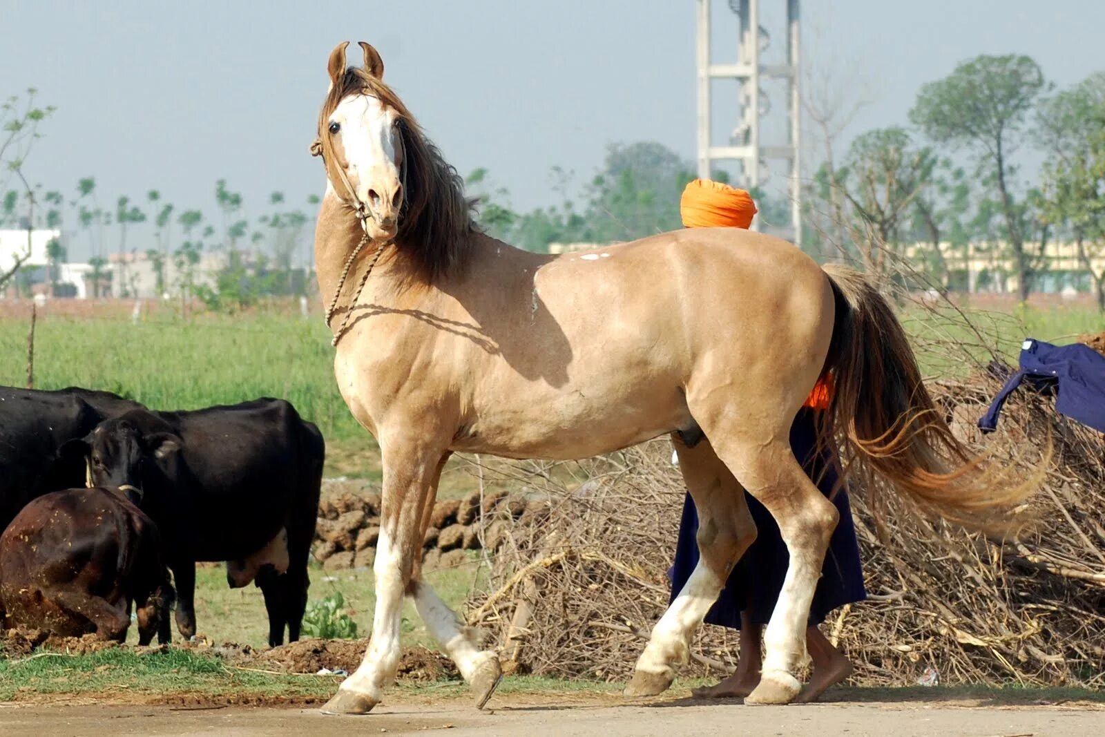 Indian horse. Лошади Индии марвари. Лошади породы марвари. Индийская порода лошадей марвари. Марвари жеребенок.
