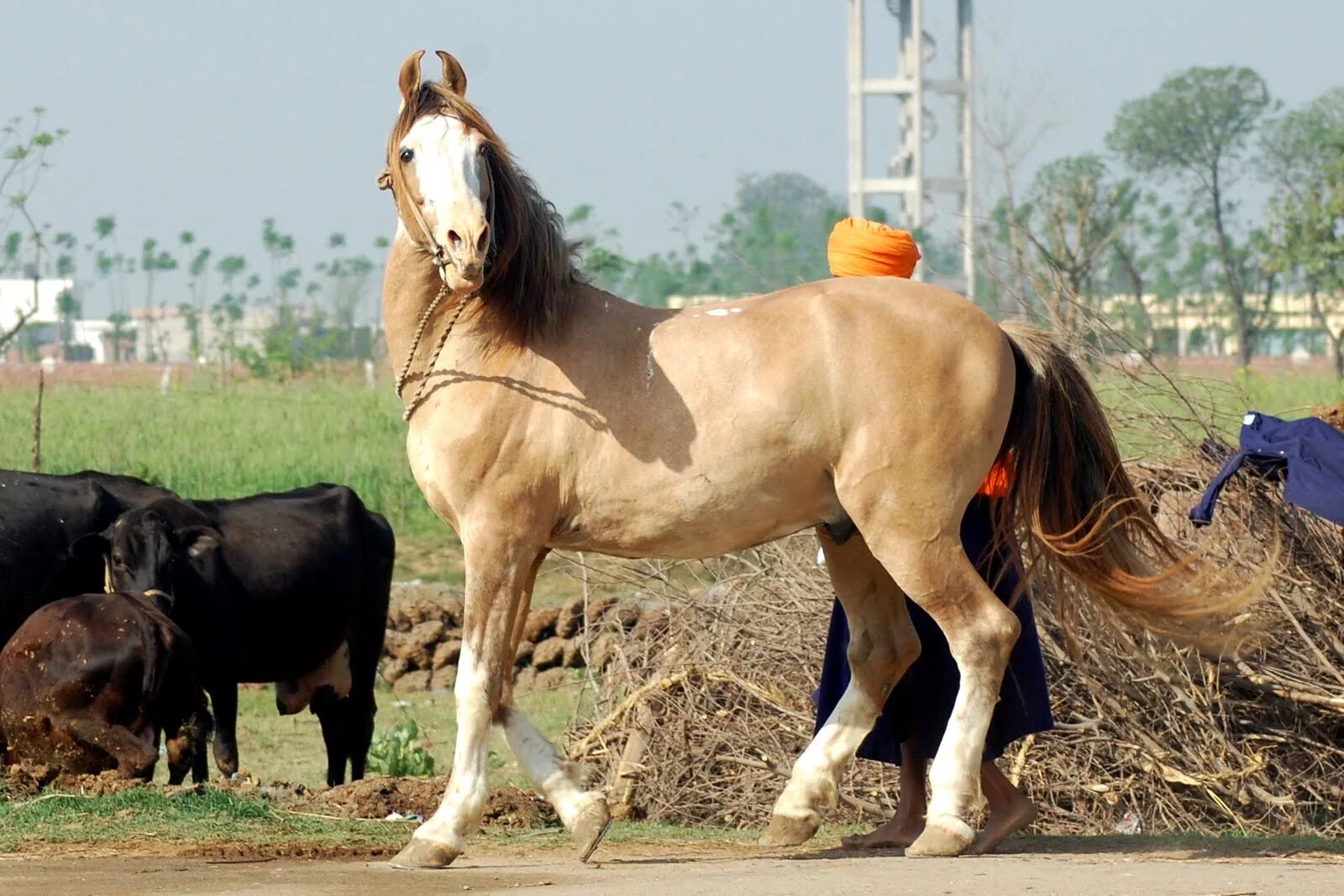 Indian horse