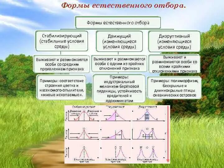 5 примеров естественного отбора. Формы отбора движущий стабилизирующий дизруптивный. Формы естественного отбора движущий условия среды. Виды естественного отбора схемы. Биология таблица формы естественного отбора.