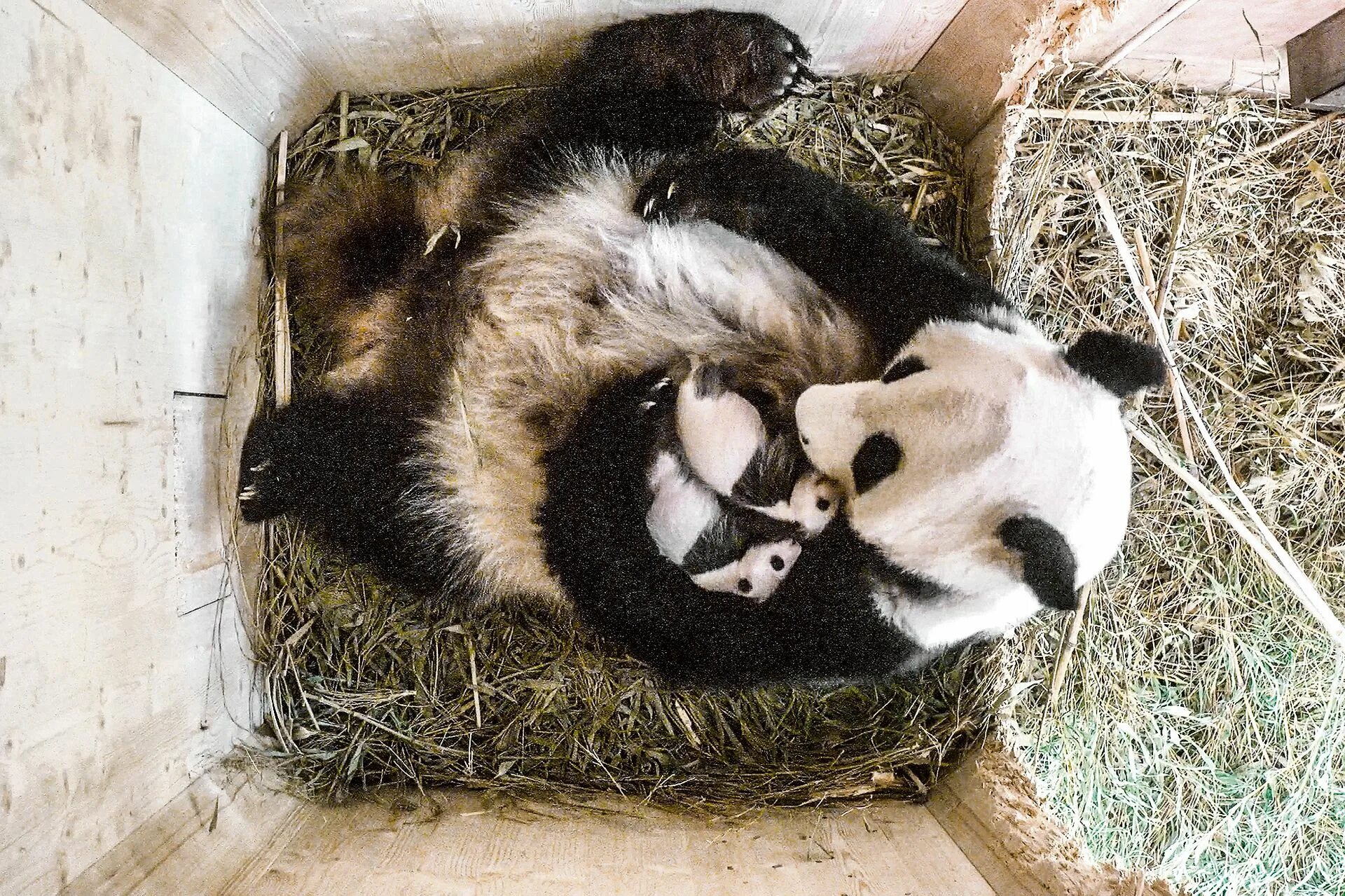 Родившийся детеныш панды. Рождение панды. Панда с детёнышем. Новорожденная Панда. Новорожденные панды.