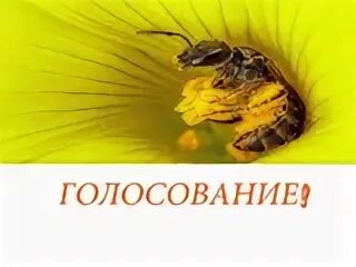 Благодарю проголосовавших