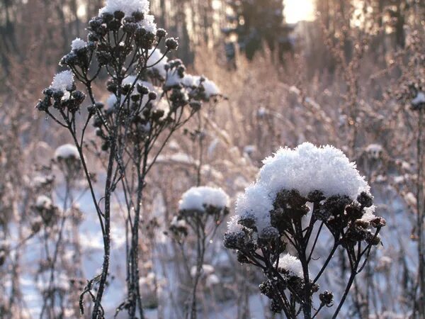 Февральские деньки фото стильные. Летопись зимы. Летопись зимы. Зима 2009-2010. Летопись зимы.