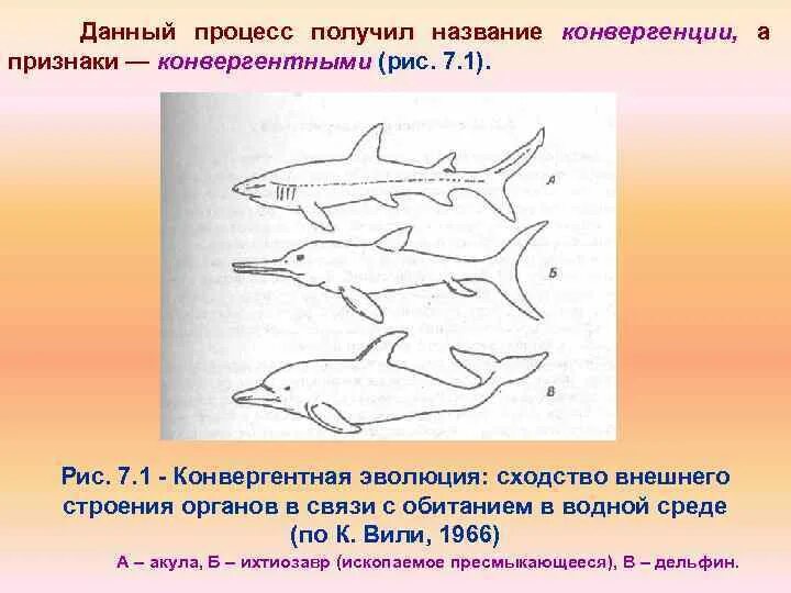 Конвергенция акула Ихтиозавр Дельфин. Примеры конвергенции в эволюции. Конвергенция признаков у животных. Конвергенция водных обитателей.