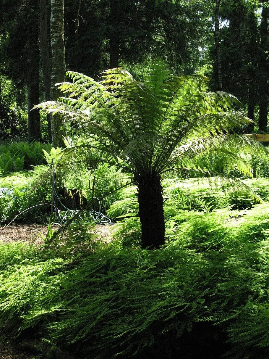 Rainforest plants. Амазонский папоротник. Древовидный папоротник Циатея. Папоротник Лесной. Папоротники в субтропиках.