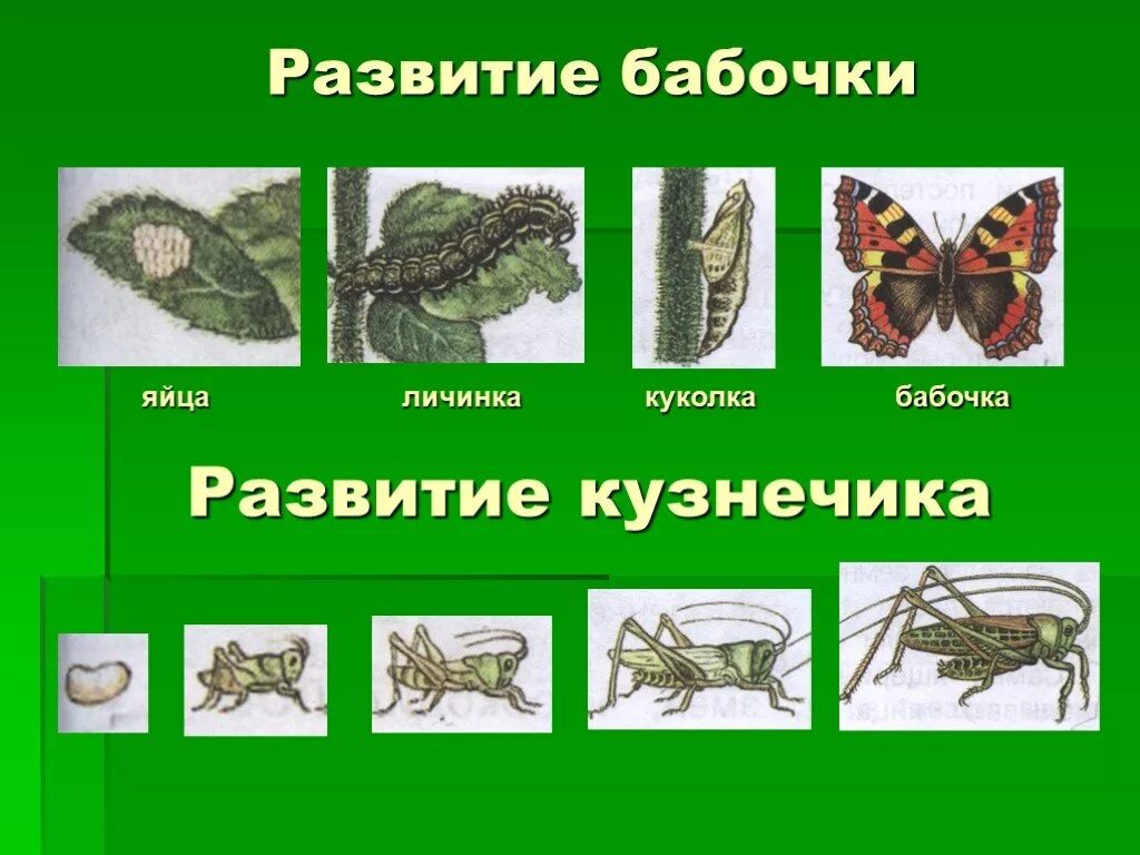 Картинки развитие животных. Яйцо личинка куколка кузнечик. схема развития бабочки и кузнечика. развитие бабочки и развитие кузнечика. схема развития саранчи и бабочки.