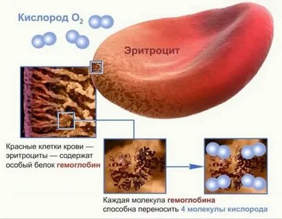 Гемоглобин в составе эритроцитов легко взаимодействует