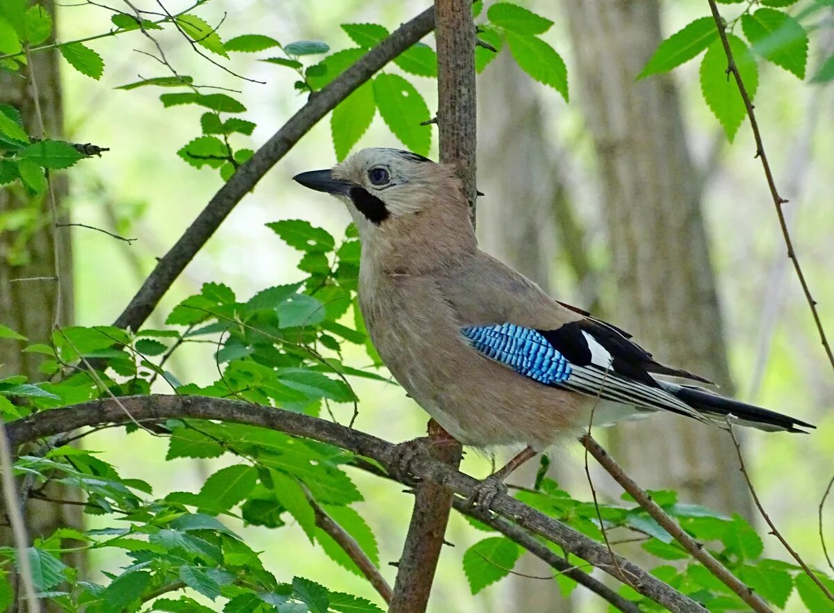 Со́йка garrulus glandarius. Сойка garrulus glandarius. Сойка европейская. Птицы Подмосковья Сойка.