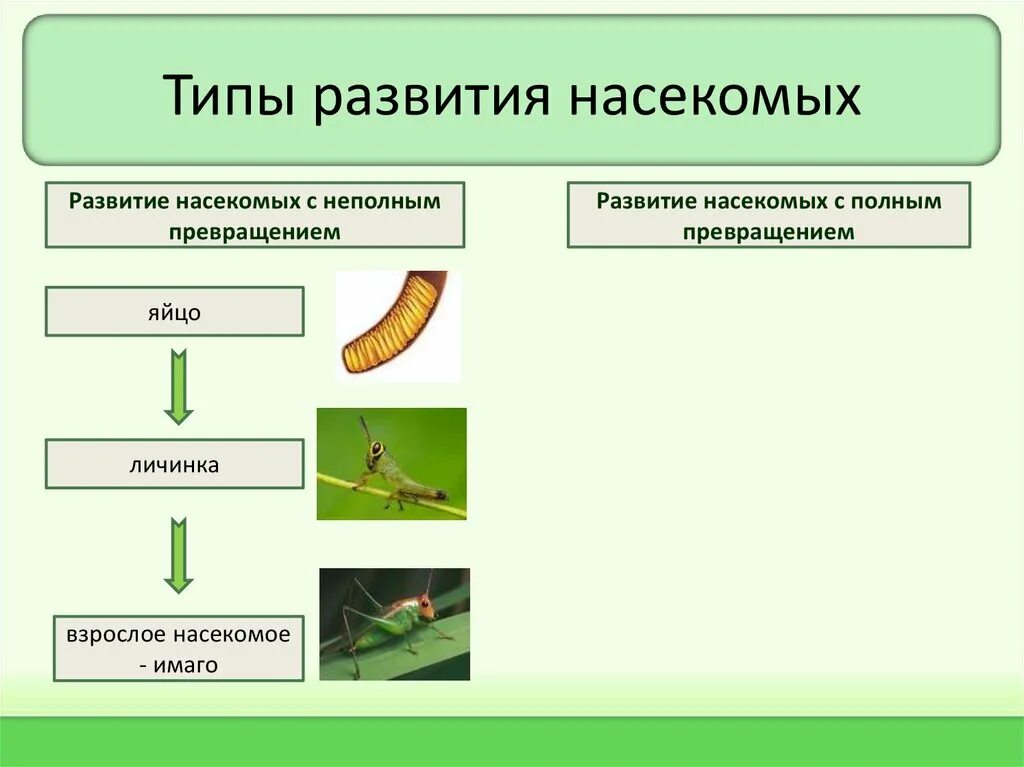 Дать характеристику насекомые с полным превращением. Типы развития прямое Непрямое с полным неполным превращением. Типы развития насекомых с полным и неполным превращением схема. Схема развития насекомых с неполным превращением. Размножение насекомых с полным и неполным превращением.