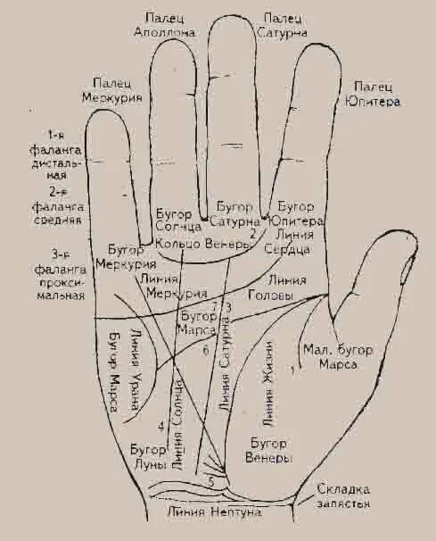 Хиромантия. Линии на ладони. Обозначение линий на ладони. Хиромантия линия детей.