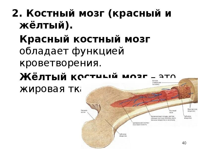 Где находится желтый костный мозг в трубчатых. Функции красного и желтого костного мозга. Красный и желтый костный мозг. Красный костный мозг анатомия. Костный костный мозг анатомия.
