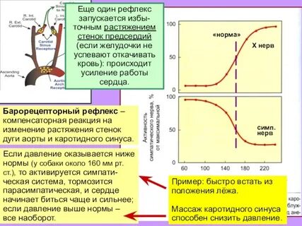 От чего зависит время рефлекса