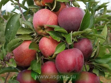 Яблоня благая весть