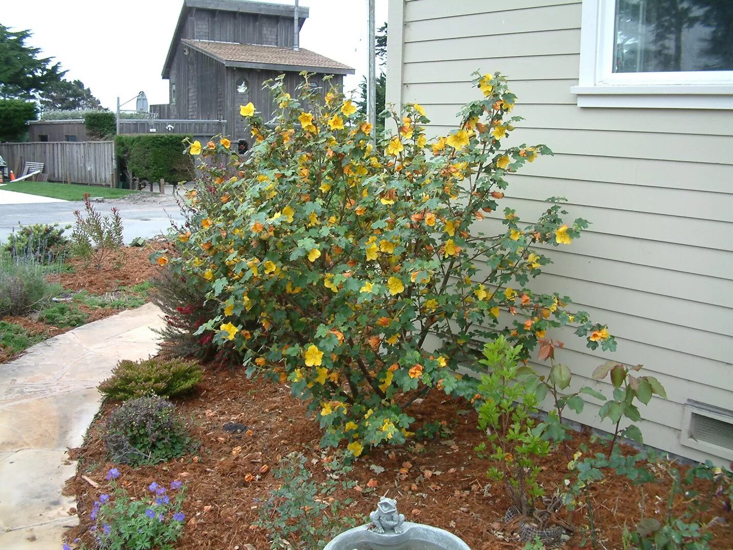 Какой кустарник можно посадить дома. Fremontodendron californicum. Декоративные кустарники под деревьями на даче. Декоративные кустарники для тени. Плодовые кустарники в тени.