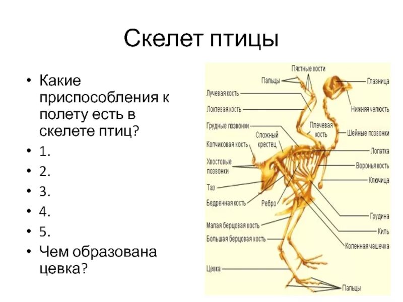 Скелет птицы цевка. Строение птицы цевка. Птицы скелет презентация. Скелет птицы позвоночник. Сделайте вывод об особенностях строения скелета птиц