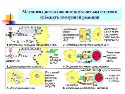 Механизм иммунного ответа