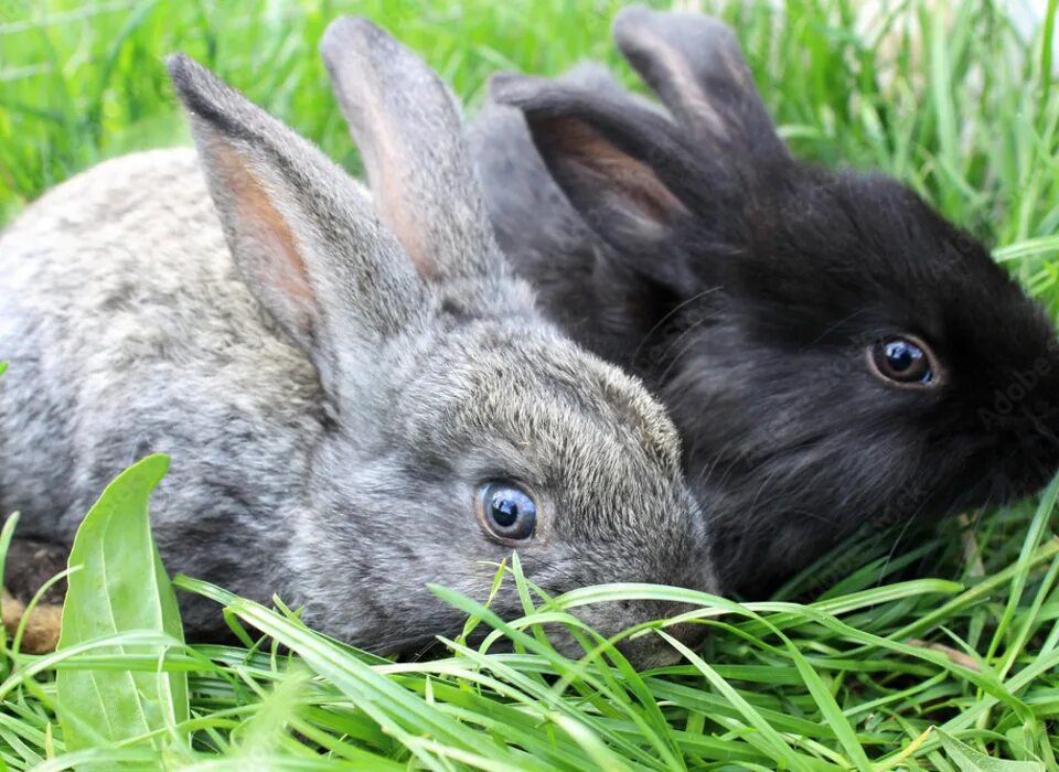 Черный кролик на английском. Серый черный кролик. Кролик черно серый. Крольчата серые и чёрные. Темно серый кролик.