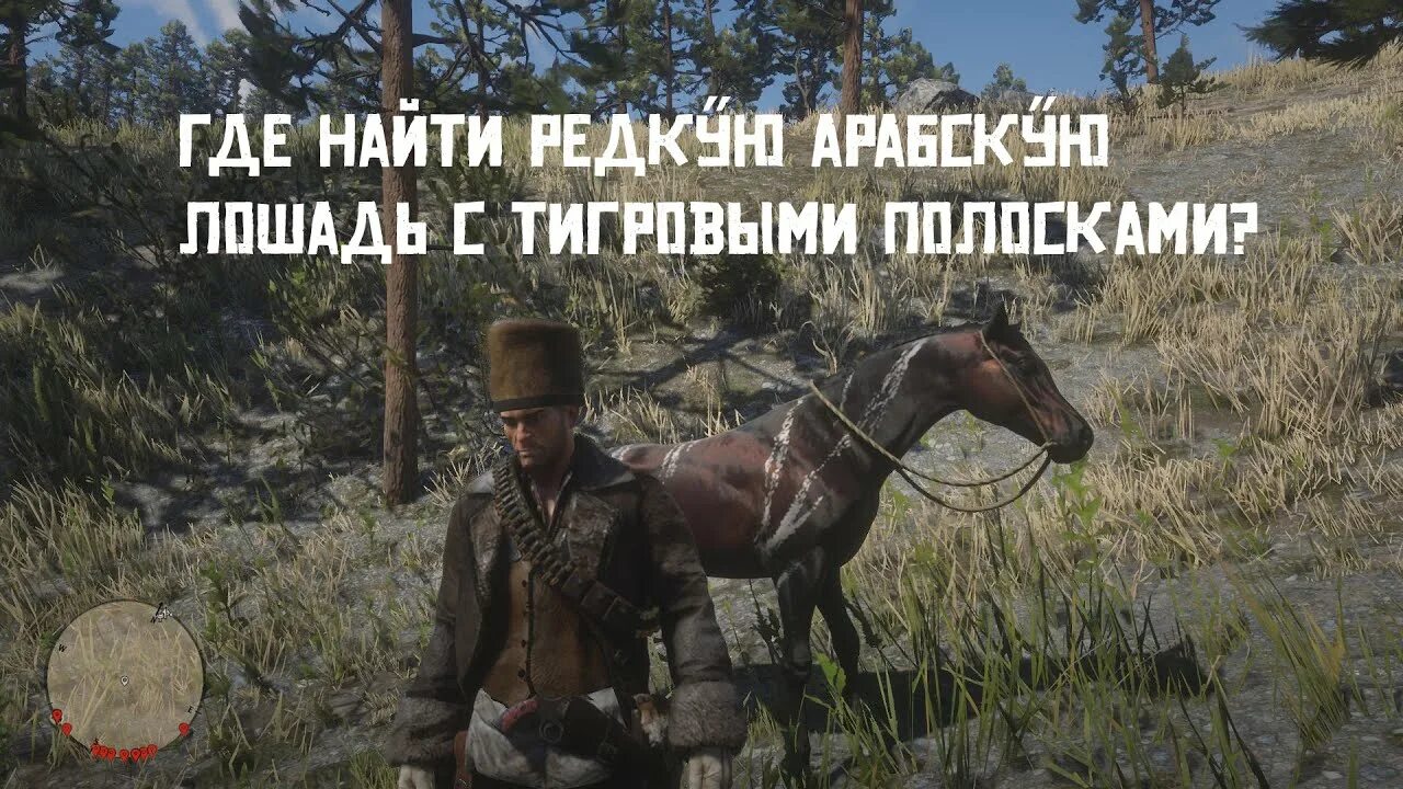 Red Dead Redemption 2 арабский скакун. Red Dead Redemption 2 арабская лошадь. Red Dead Redemption 2 арабский скакун на карте. Легендарная лошадь rdr2.