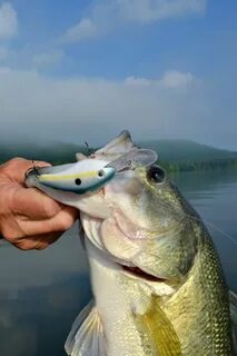 Bass fish