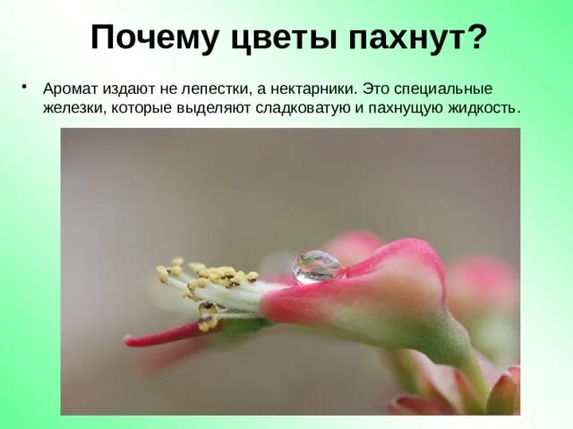 Почему пахнут цветы. Почему растения пахнут. Члячля чего пахнут цветы. Почему цветы пахнут для детей.