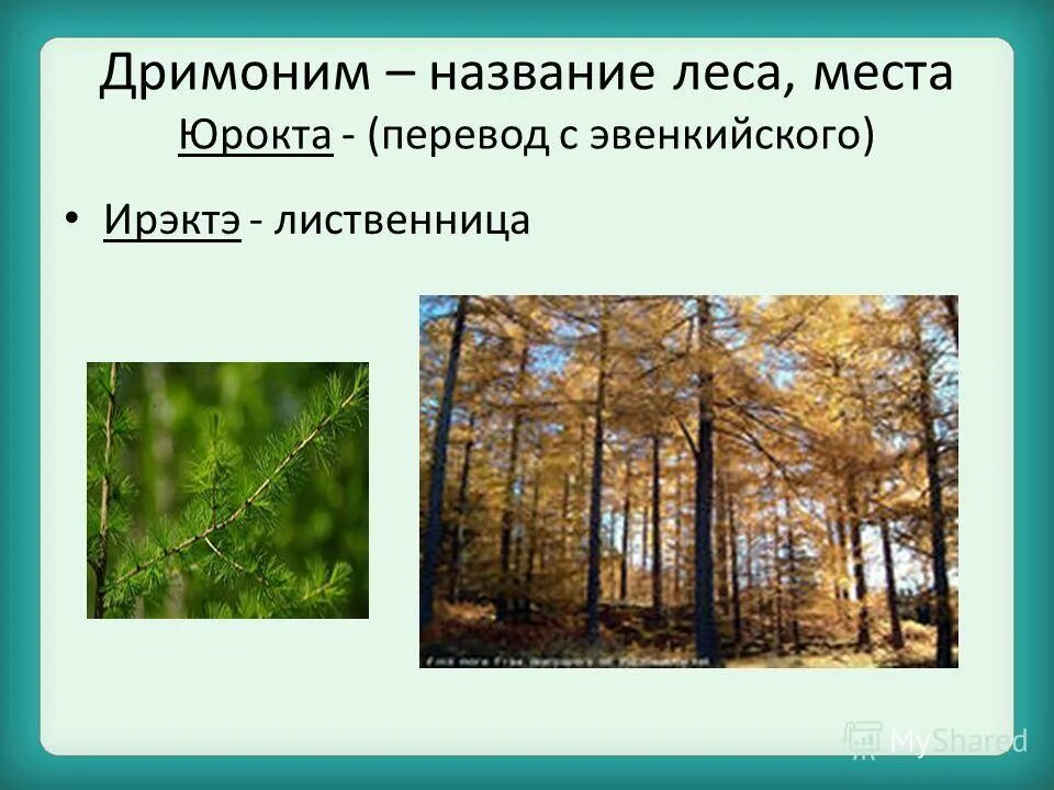 Как называется лесной
