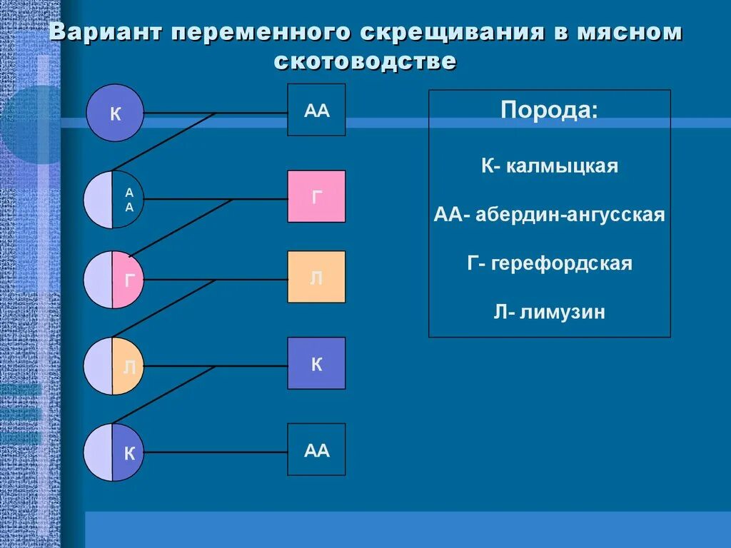 Схема воспроизводительного скрещивания. Воспроизводительное скрещивание в животноводстве схема. Переменное скрещивание в животноводстве схема. Схема переменного скрещивания.