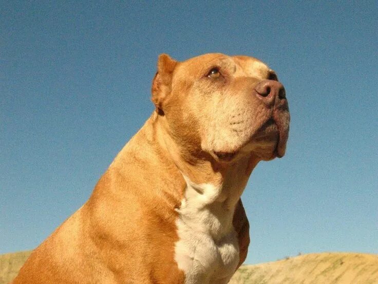 Pitbull daddy. Pitbull daddy