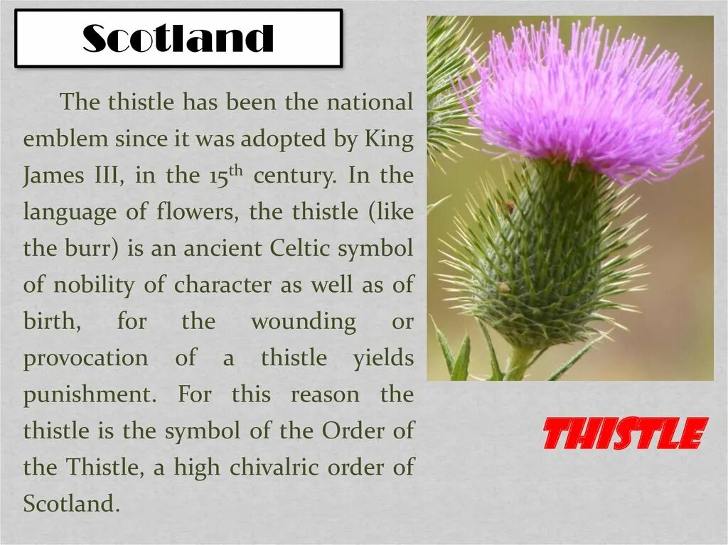 National symbol of scotland. Символ шотландии. Flower symbols of great britain. What is the emblem of wales ответ. Цветок шотландии на английском.