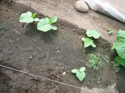 Огурец посадка в открытый грунт семенами