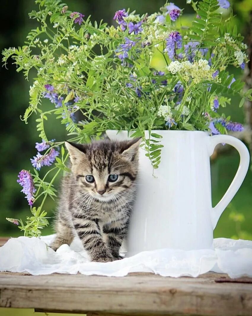 Доброе утречко котики. Утренний котик. Красивые котята. Доброе летнее утро с котиками. Котята на природе.