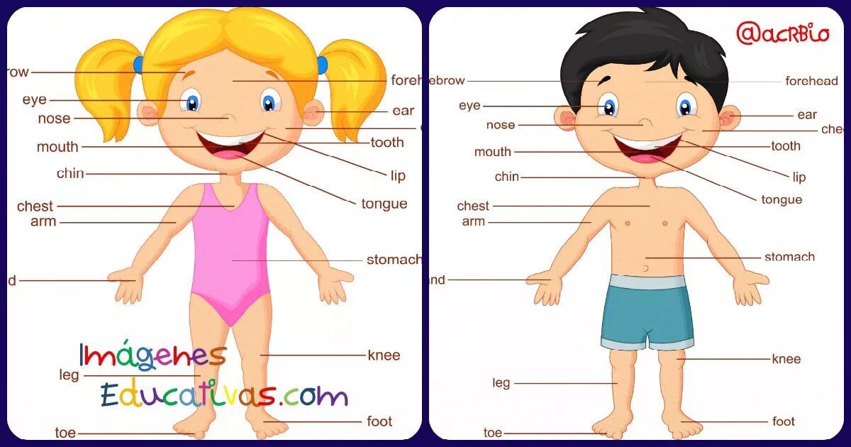 Части тела для детей. Части тела на испанском. Части тела на английском. Части тела на испанском для детей.