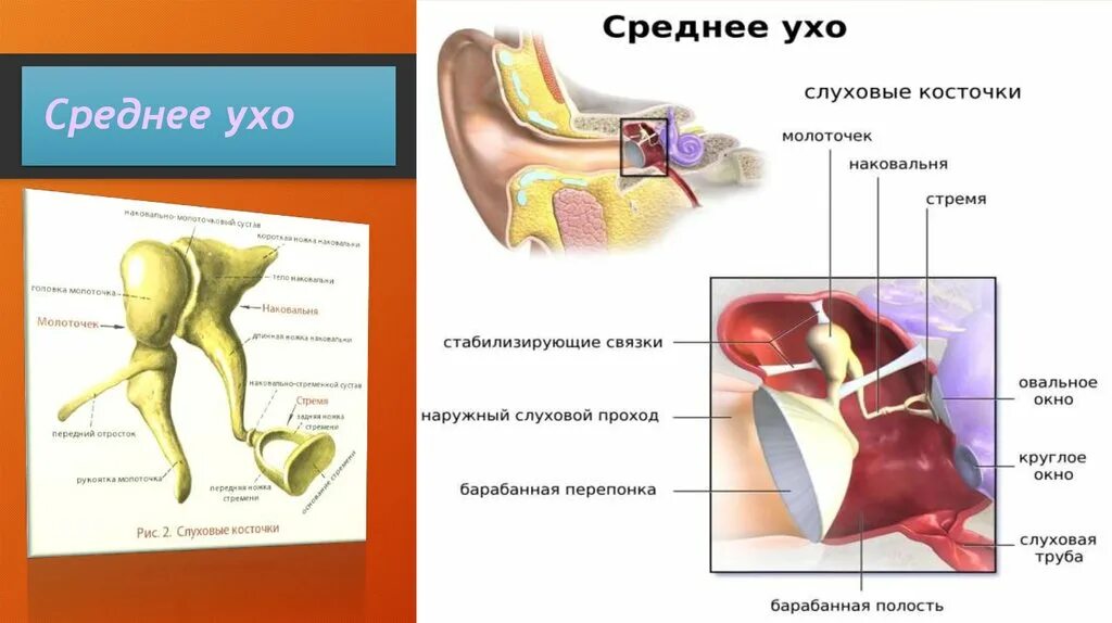 Строение и работа среднего уха. Среднее ухо. Структура полости среднего уха. Строение среднего уха. Среднее ухо ухо.