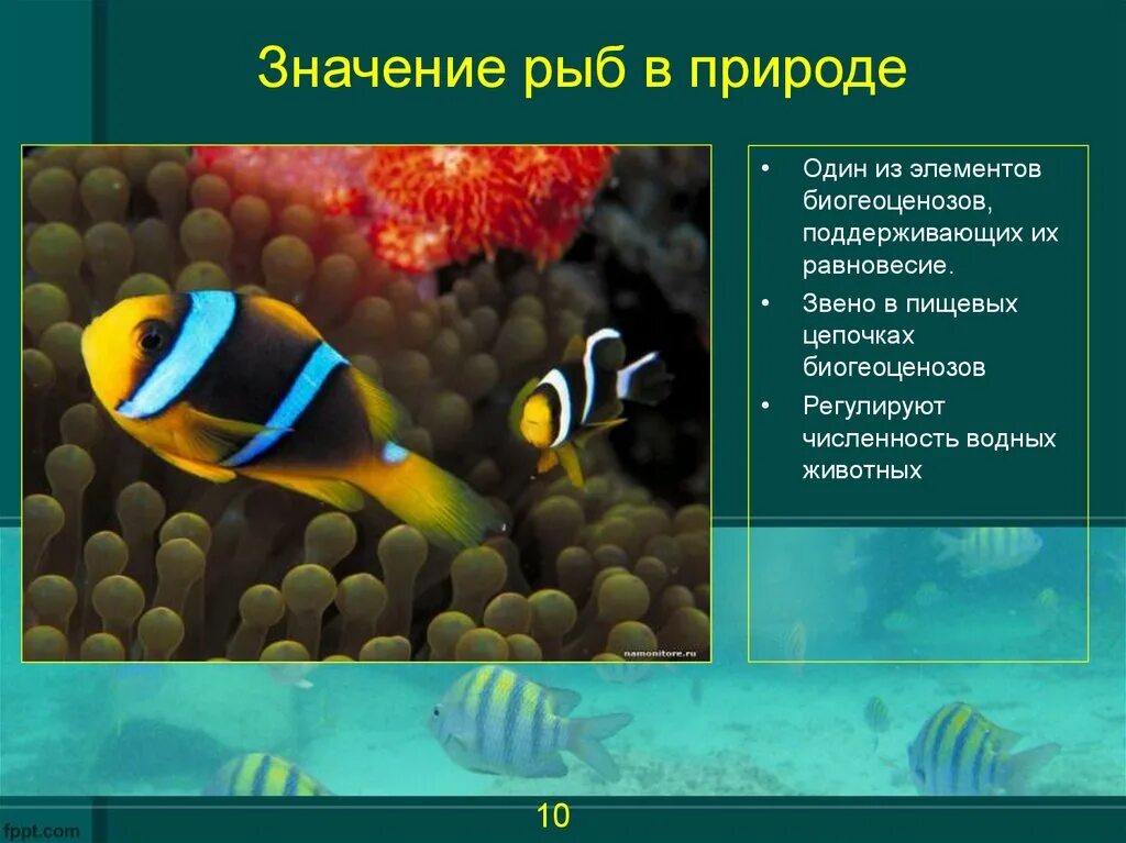 Рыбы в жизни человека. Роль рыб в природе. Рыбы в природе и жизни человека. Значение рыб.