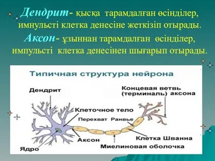 Дендрит