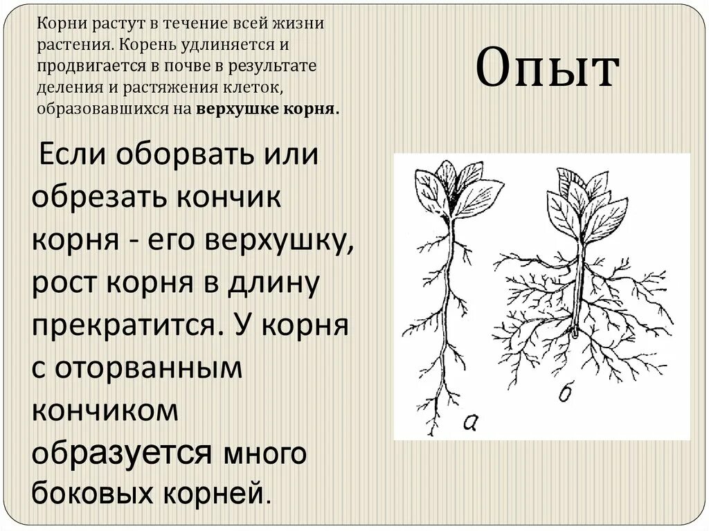 Корень растет в вниз. Презентация на тему корень. Отличие корневища от корня. Растения растущие вниз. Корни растений.