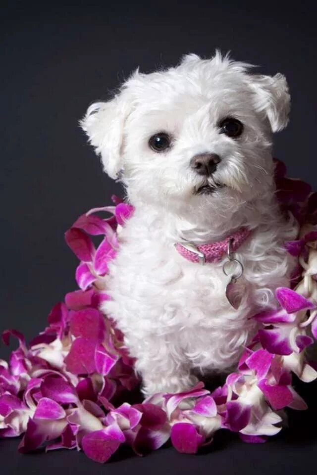 собачки живые. щенки. живые щенки. красивые собаки. красивые собачки.