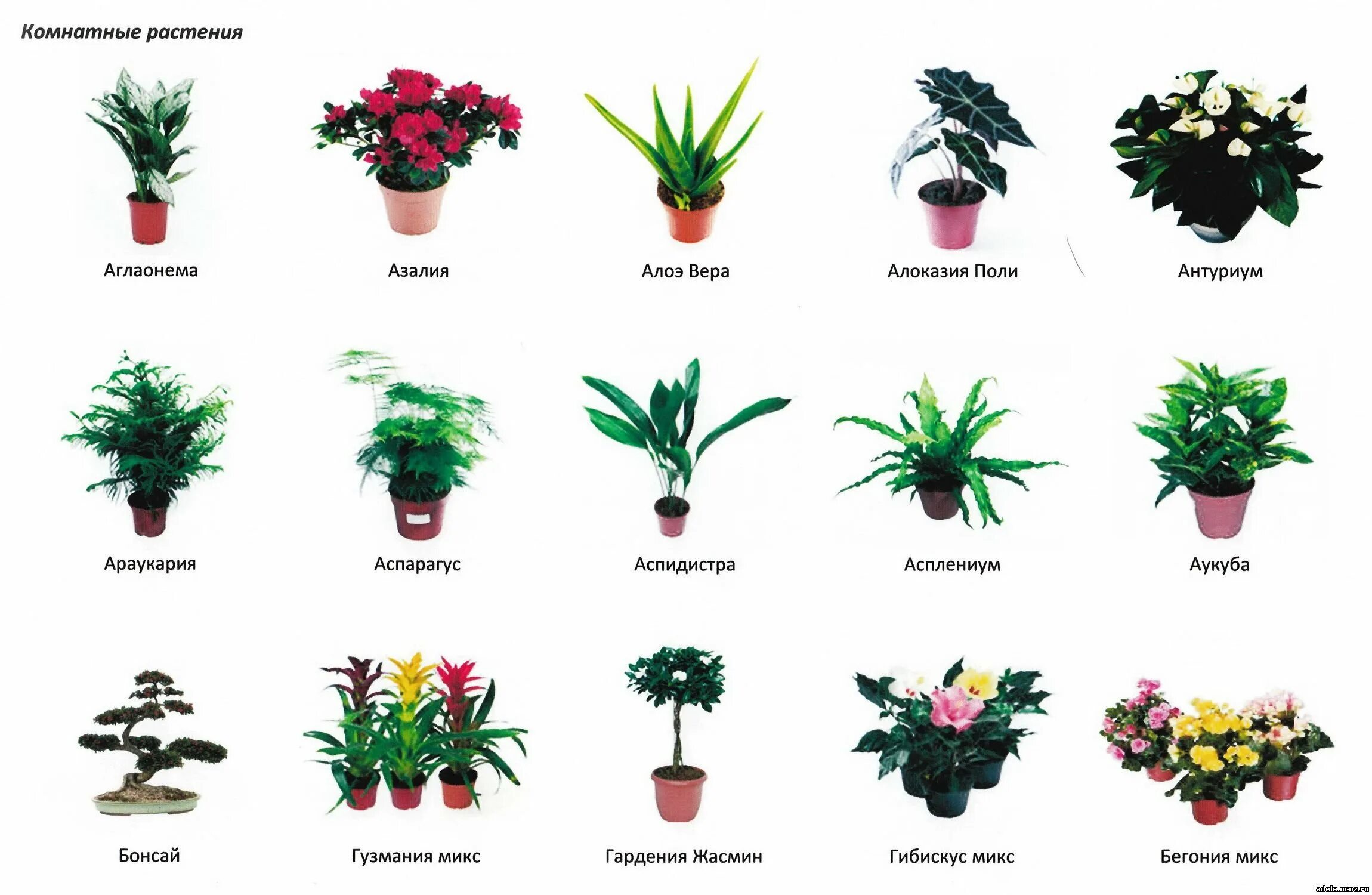 Комнатные растения на г. Комнатные растения. Комнатные цветы с названиями. Комнатные растения названия. Домашние цветы названия.