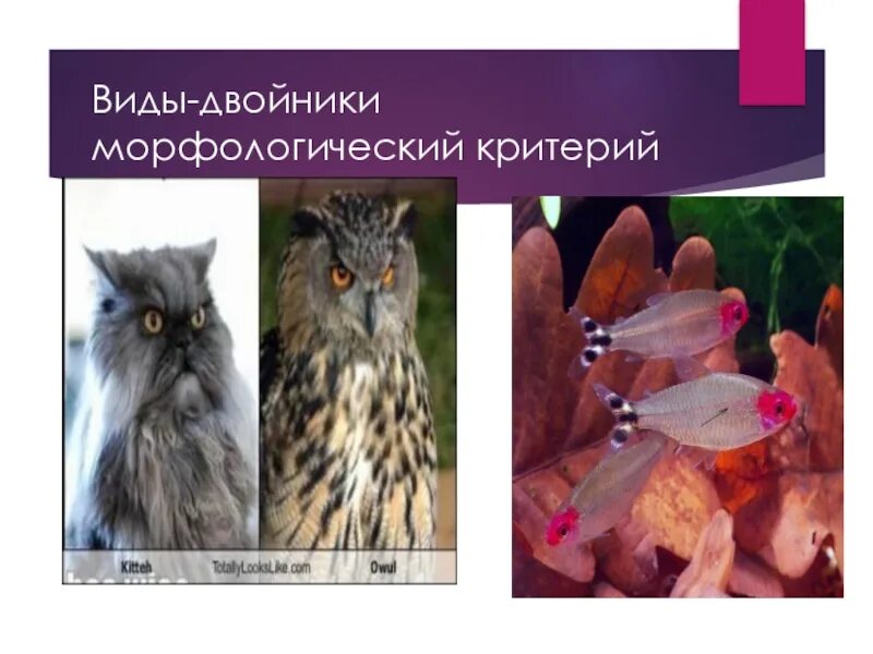 При распознавании видов двойников учитывается. Виды-двойники примеры. виды двойники по морфологическому критерию. виды животных двойников. примеры видов двойников.