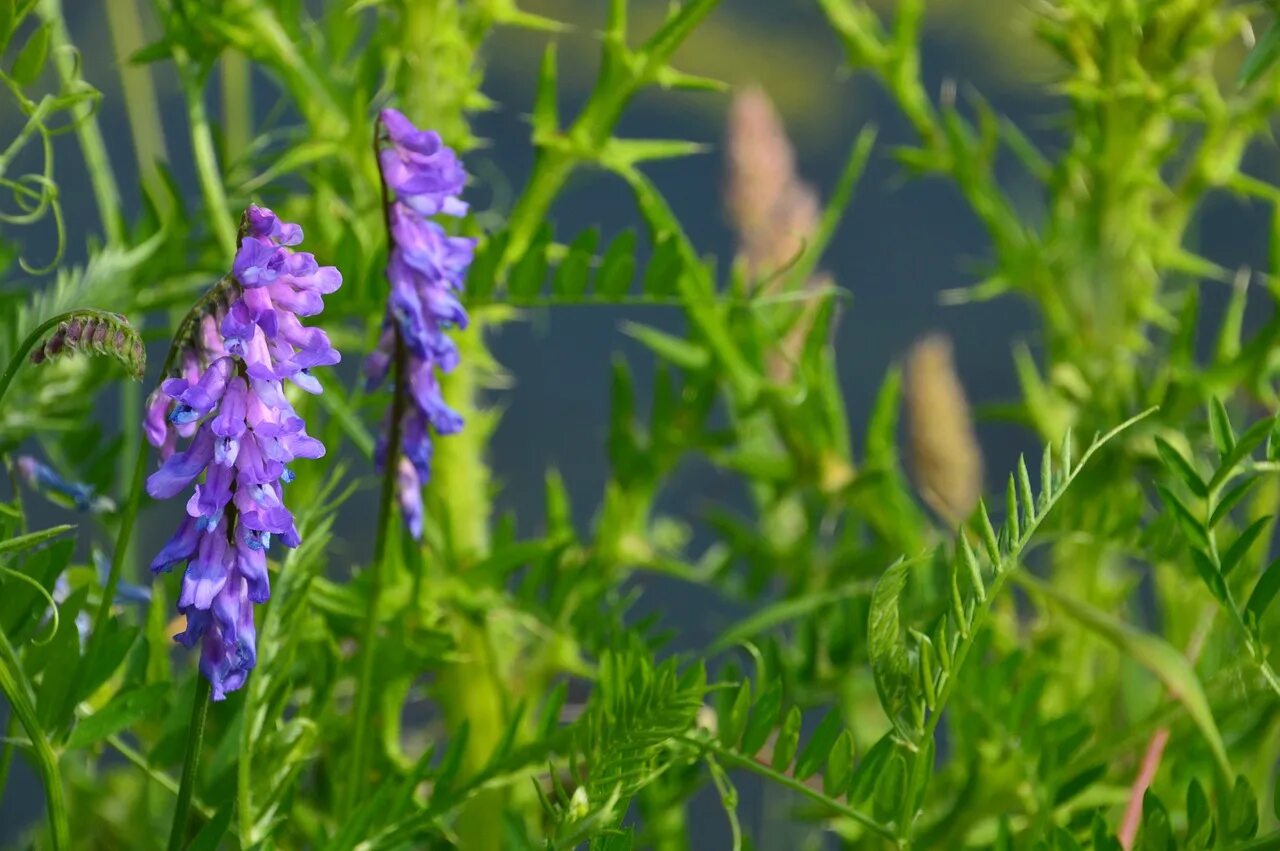 Горошек мышиный (Vicia cracca). Горошек мышиный (Vicia cracca l.). Вика мышиный горошек. Люцерна мышиный горошек.