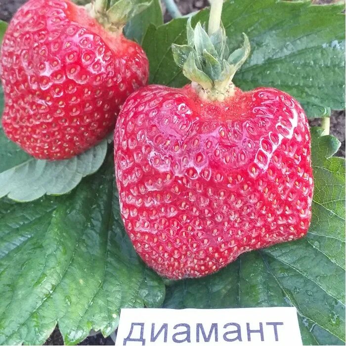 Диамант клубника описание - найдено 88 фото