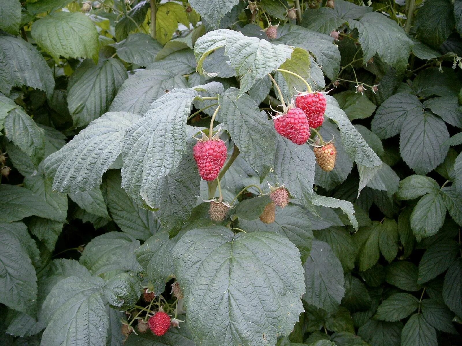Малина сорта посадка. Малина сорта посадка. Малина дерево ремонтантная. Саженец малина кумберленд. Малина штамбовая таруса малиновое дерево.