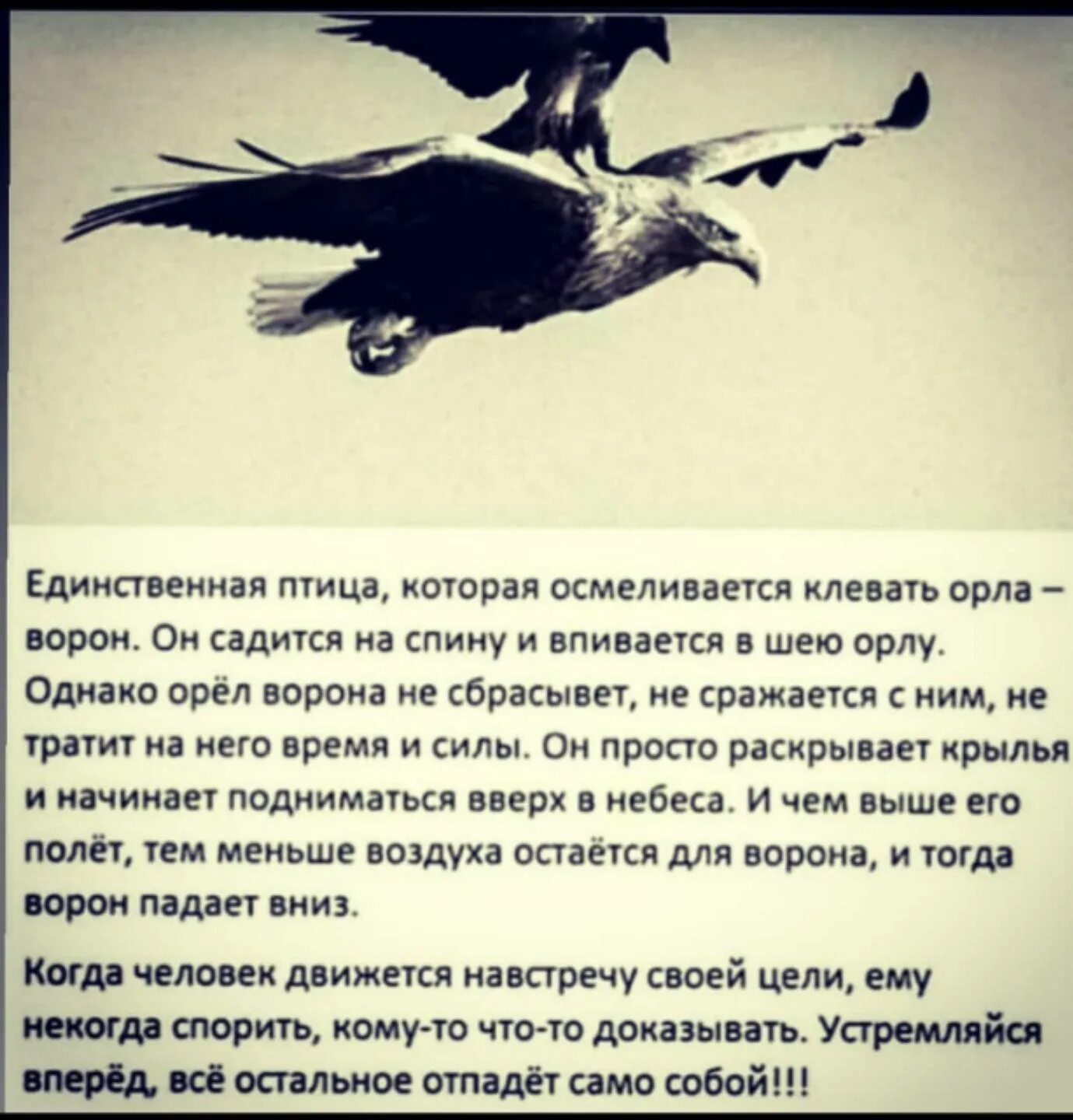 Песня птица гордая. Орел и ворон притча. Притча про орла. Афоризмы Орел. Цитаты про орла.