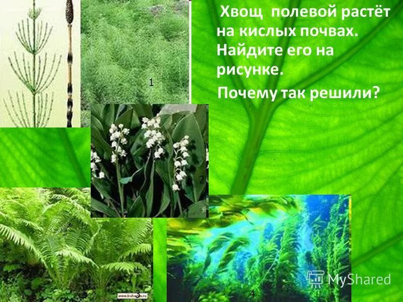 Какие сорняки растут на кислых почвах