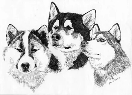 Рисунок собаки лайки