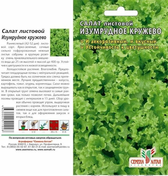 Салат латук Лолло Росса. Салат листовой Изумрудное кружево. Семена. Салат "изумрудный". Салат Лолло Росса семена Алтая. Когда можно сажать салат