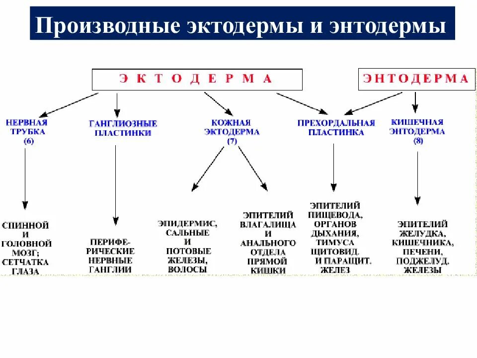 Что развивается из мезодермы. Нервная трубка тканевые производные. Производные эктодермы и энтодермы схема. Эктодерма мезодерма энтодерма зародыша. Производные переднего отдела нервной трубки.